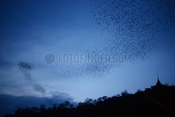 Bats flying above the village Thailand