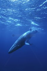 Dwarf minke whale Australia