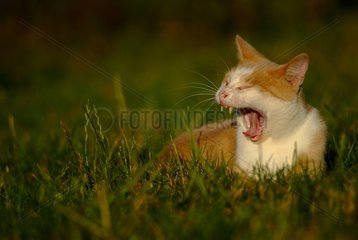 Cat male Milkiway lying in grass yawning France