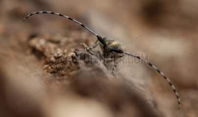 Longhorn Käfer auf einem Baumstamm Frankreich
