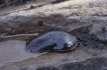 Moule perlière d'eau douce sur un rocher Irlande