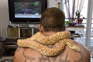 Man watching TV with his snake Pituophis
