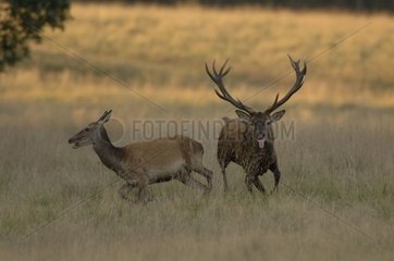 Male Elk running after the female Denmark