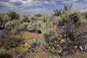 Chaparral Lava Beds National Monument California USA