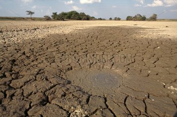 Dürre im Llanos Venezuela