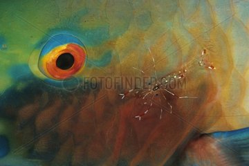 Spotted Cleaner Shrimp cleaning a Redlip Parrotfish at night