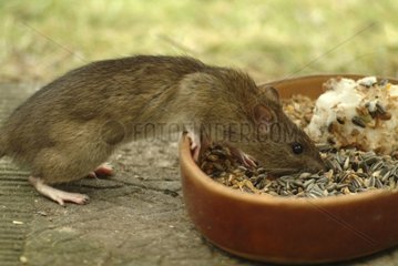 Brown Ratte in einer Krippe Seine-Saint-Denis [at]