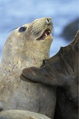 Eléphant de mer du Nord femelle grognant Mexique