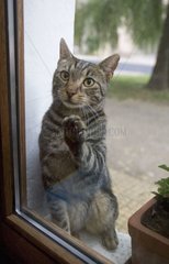 Chat attendant devant une fenêtre