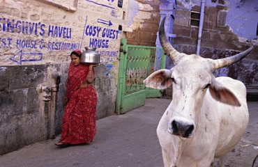 Heilige Kuh  die in einer StraÃŸe von Jodhpur India spazieren geht