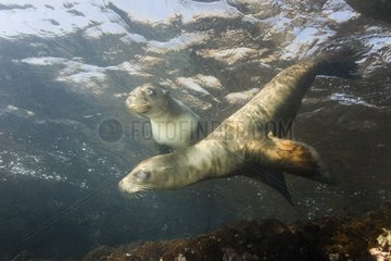 California sea lions under water Galapagos