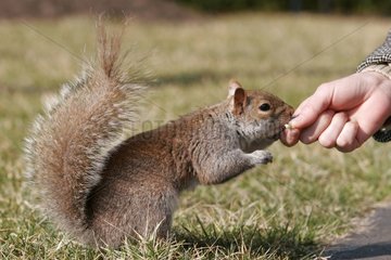 Ostgrau Eichhörnchen isst Samen in den USA Hand