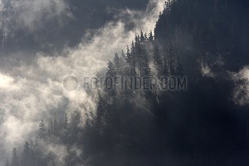 Nass gemäßigtes Wald und Nebel Knight Bay British Columbia
