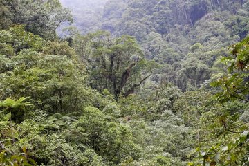 Tropenregenwald von San Isidro Venezuela
