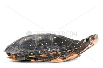 Spotted Turtle with head out of the carapace