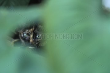 Tortoise-shell she-cat behind foliage Thailand