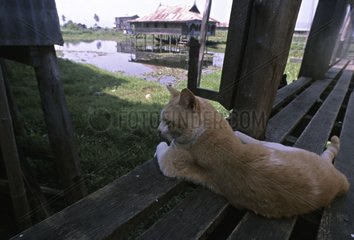 Cat lying down on a terrace Burma