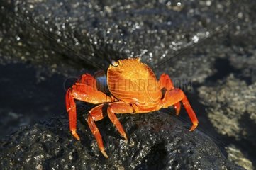 Crabe des Galapagos marchant Iles Galapagos Equateur