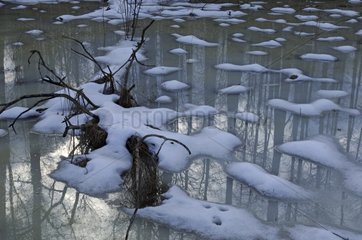 Snow melting on an icy pond Bialowieza Poland