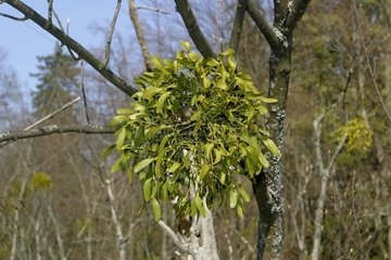 European mistletoe in the national park of Plitvice Croatia