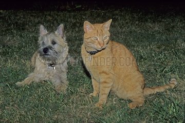 Chien et chat compagnons de nuit sur une pelouse de jardin