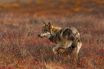 Gray wolf hunting in the tundra in autumn NP Denali Alaska