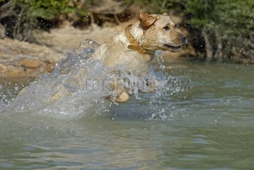 Labrador Retriever throwing in a lake Provence France