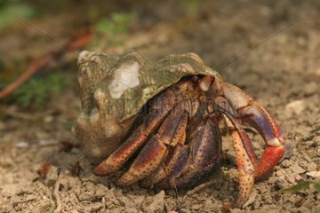 Hermit Crab Guadeloupe