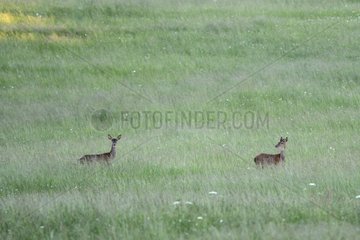 Doe and the young deer foraging in a meadow at dawn