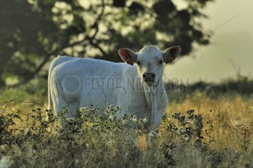 Charolaise calf in a meadow Pouilly Loire France