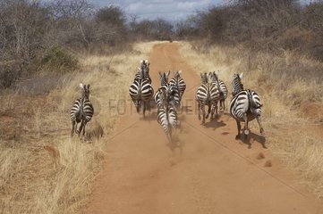 Grant's Zebras running on a track Meru Kenya