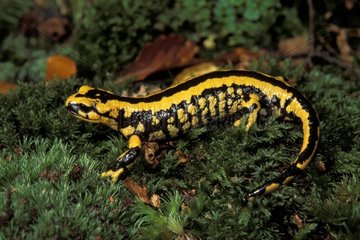 Spotter Salamander der Pyrenäen auf Frankreichschaum