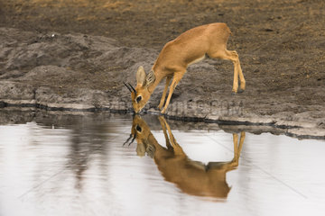 Steenbok (Raphicerus campestris) drinking at waterhole  Etosha  Namibia