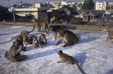 Macaques crabiers mangeant de la farine volée Thaïlande