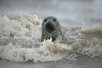 Porträt einer grauen Seehunde in einer Welle Lincolnshire