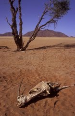 Gemsbok corpse in the Namib desert Namibia