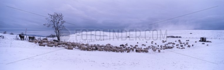 Sheep on the plate of Salève Haute-Savoie
