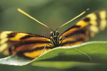 Tiger Longwing butterfly Southern America