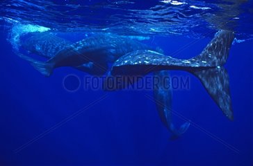 Group of females Sperm Whale socializing Azores