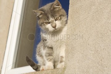 Katze sitzt auf einem Fenster Frankreich [at]