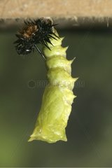 End of pupation of a Camberwell Beauty caterpillar France