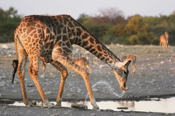 Giraffe dinking to the waterpoint Etosha Namibia