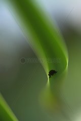 Spinne in einem Blatt -Méjean -Sumpf Hérault Frankreich