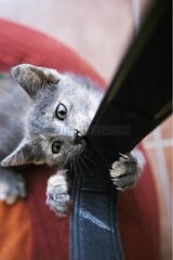 Kitten playing with the band of the camera