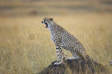 Female Cheetah and 5 months old young Masaï Mara Kenya