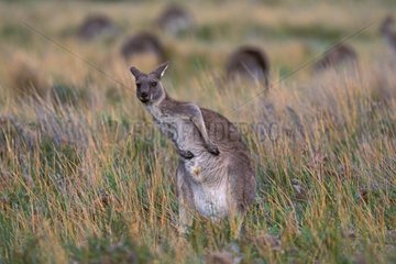 Kangourou gris de l'Est se grattant le ventre Australie