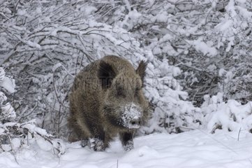 Wild boar in snow France