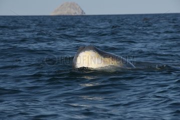 Head of a young Sperm whale emerging from the sea