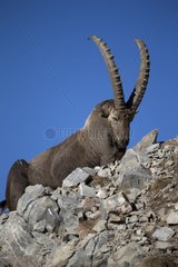 Alpine Ibex males sleeping on rock - Alps Switzerland
