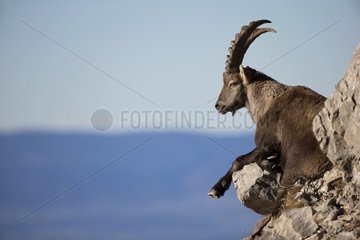 Male Alpine Ibex at rest on rock - Alps Switzerland